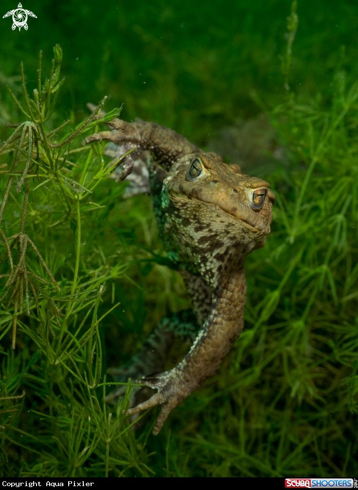 A Toad ( Erdkeöte)
