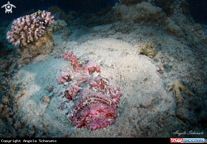 A Stone Fish