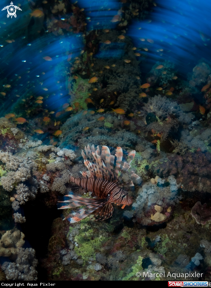 A Lionfish