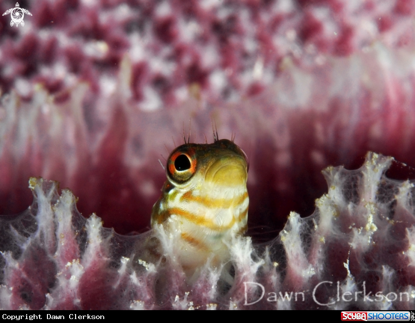 A Saddled Blenny