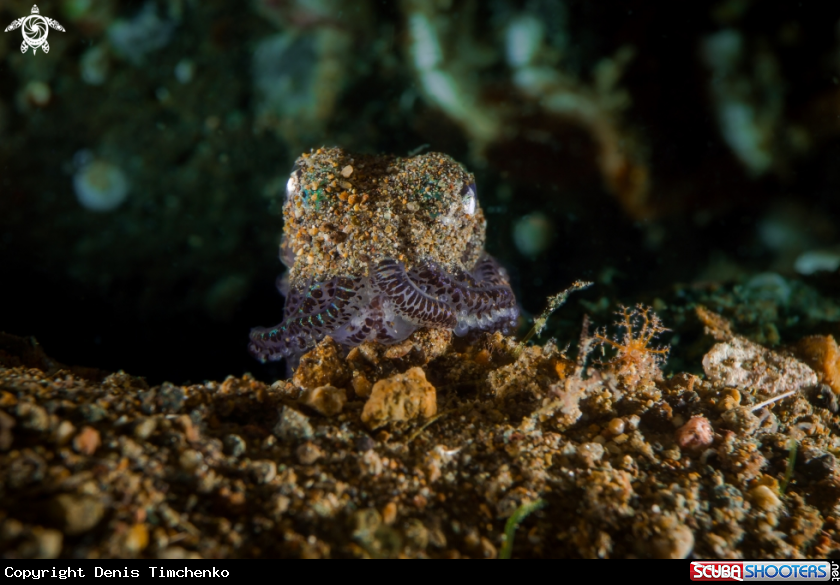 A Cuttlefish