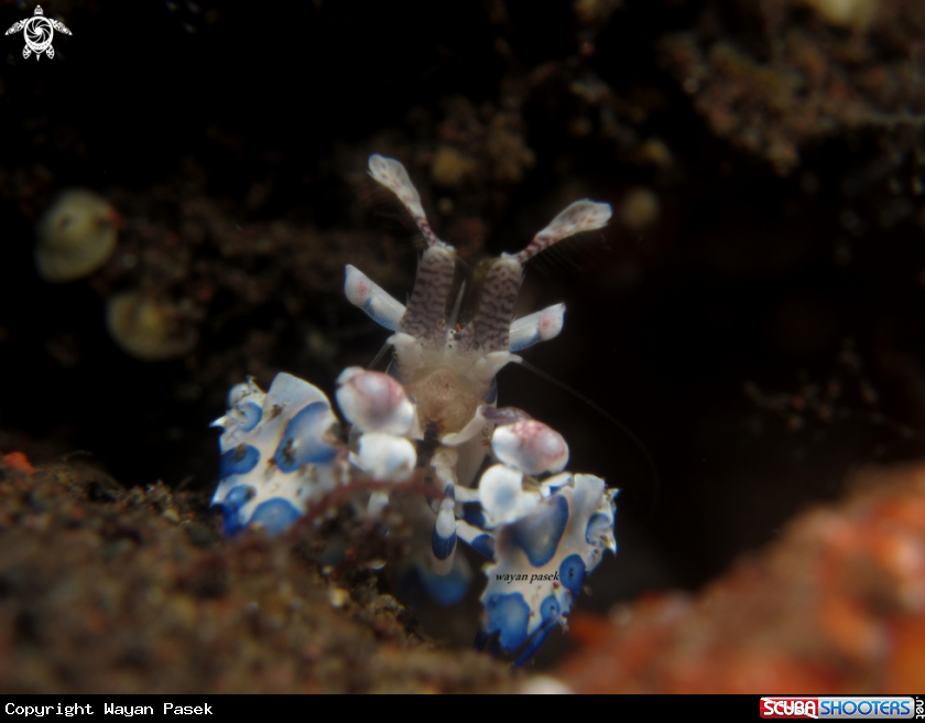 A Harlequin Shrimp