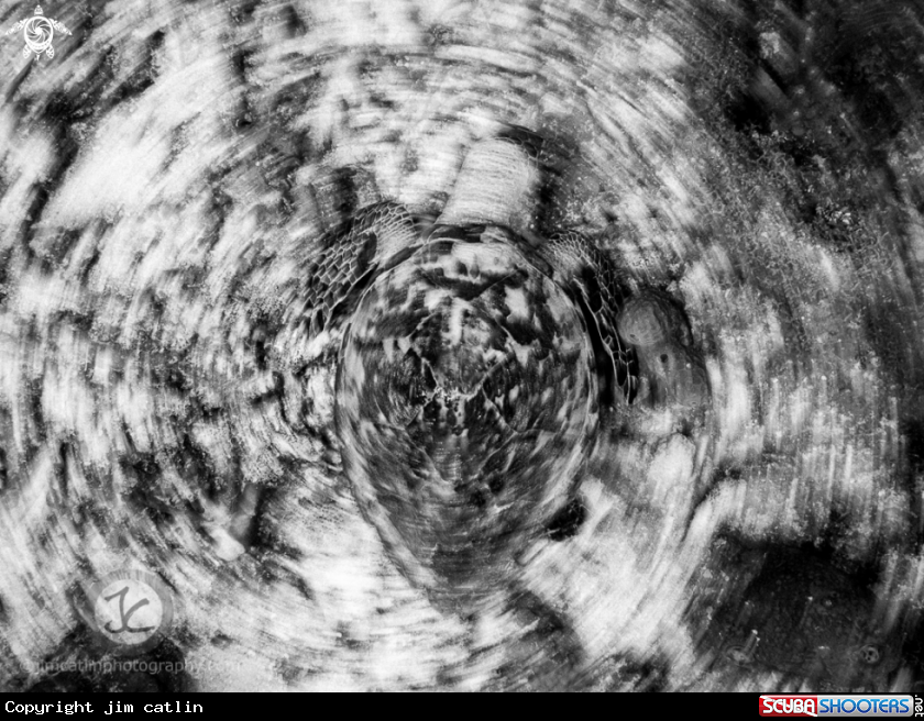 A Hawksbill turtle b/w 