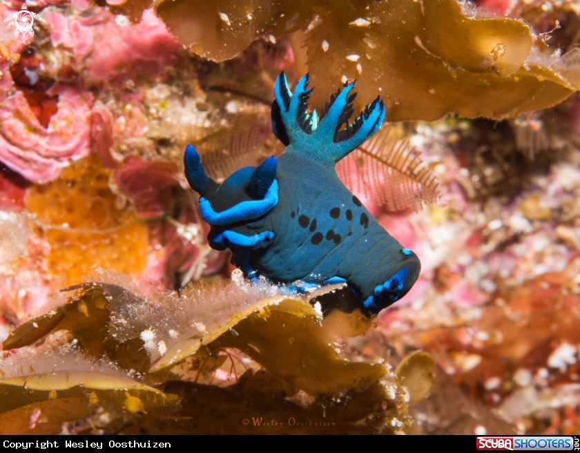 A Tambja morosa nudibranch