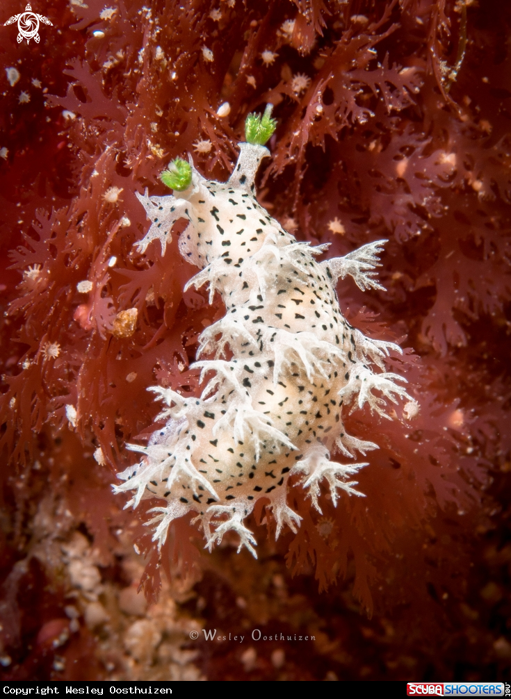 A Tritonia sp. nudibranch