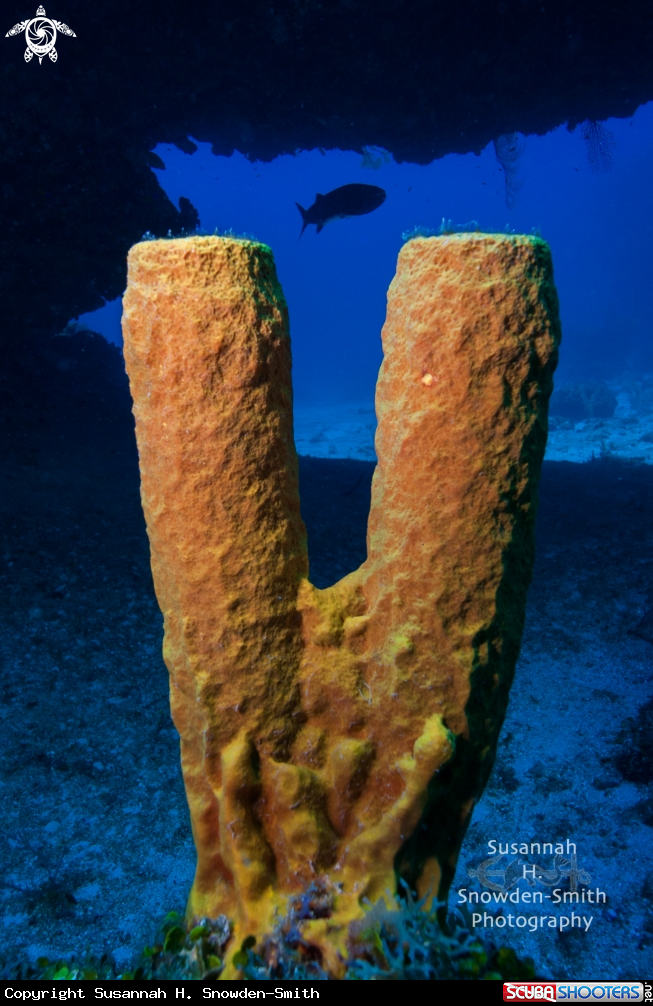 A Barracuda