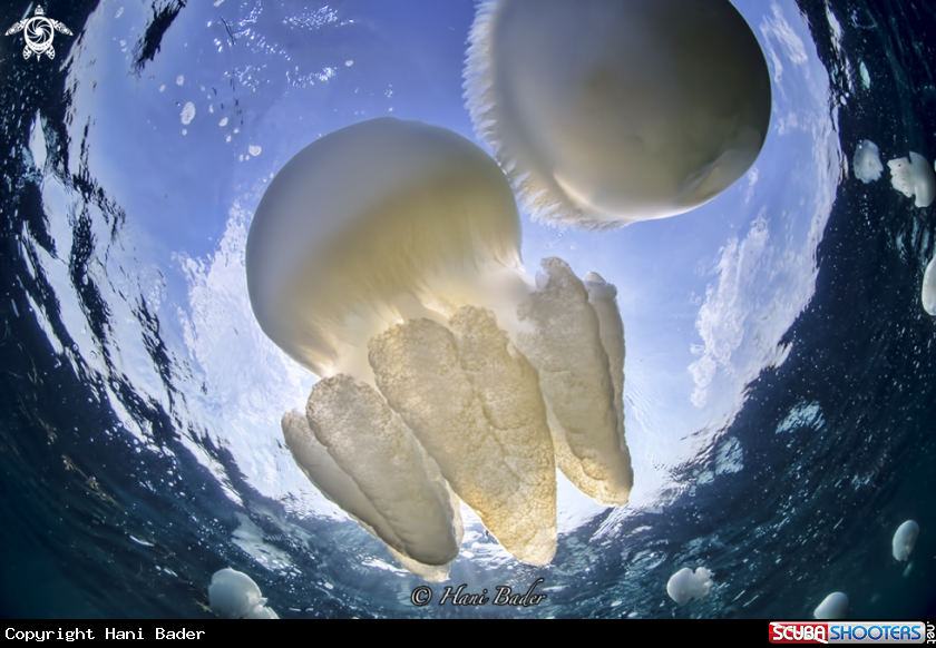 A jellyfish
