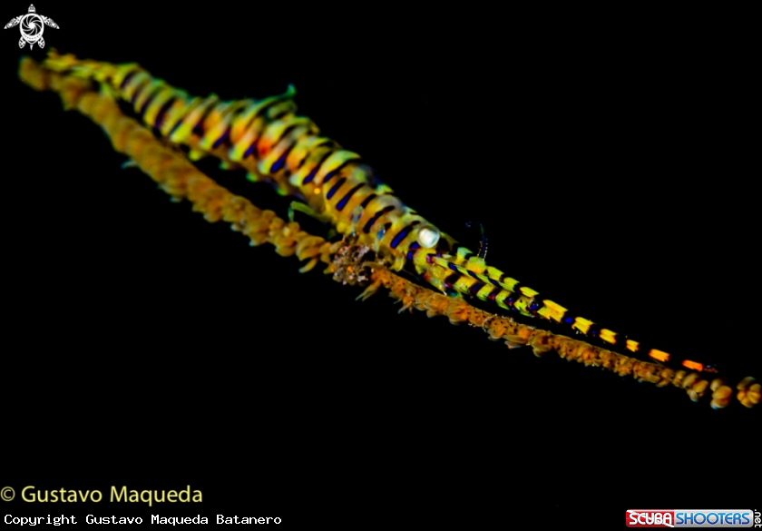 A Saw blade Shrimp
