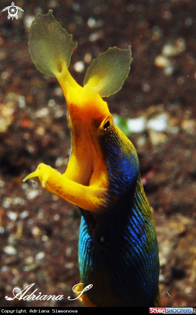 A Ribbon Eel