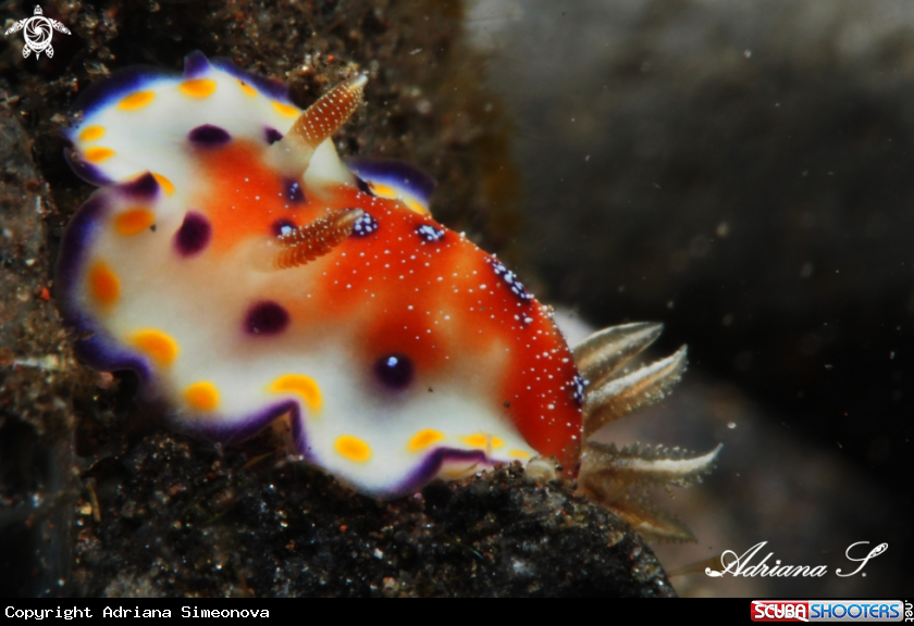 A Nudibranch