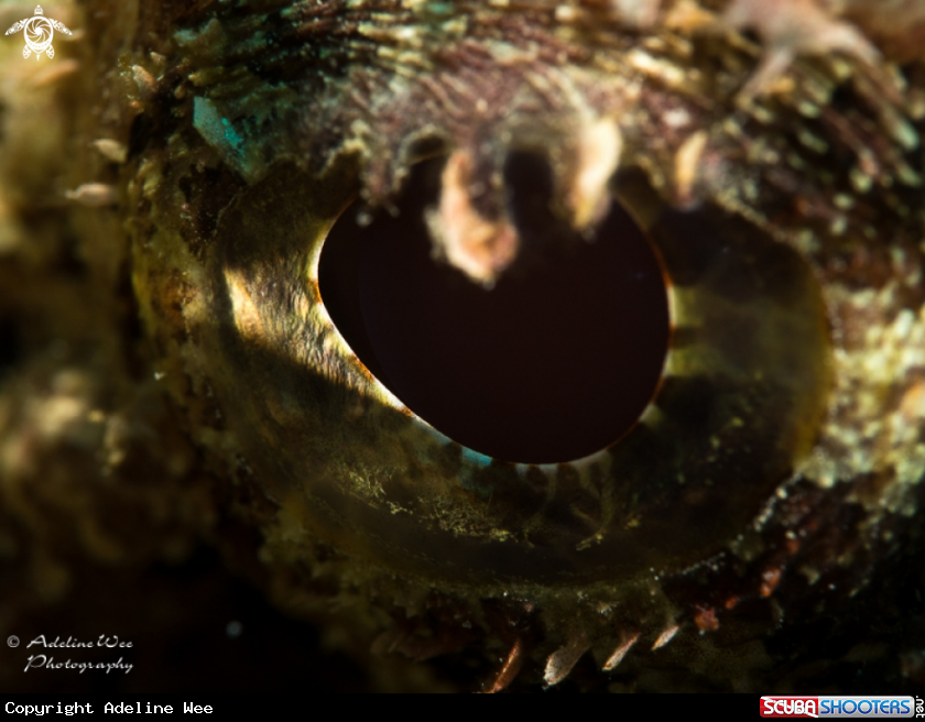 A Stone Fish