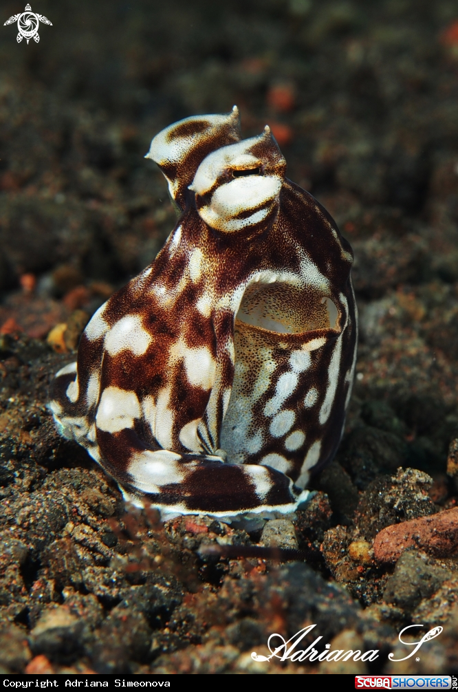 A Mimic Octopus