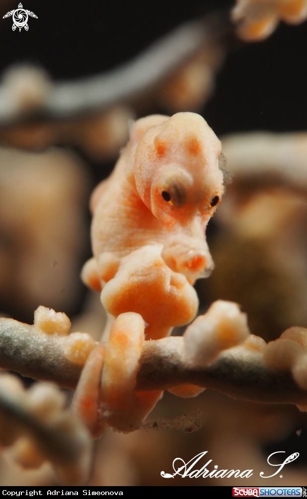 A Denise´s Pygmy Seahorse