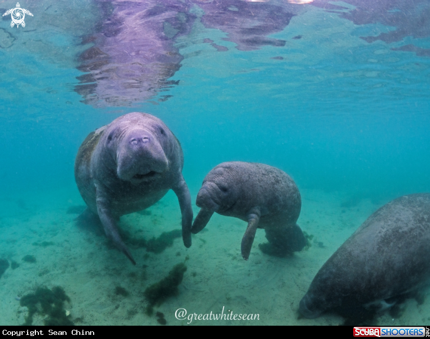 A Manatee