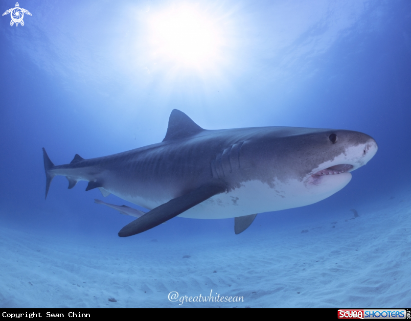 A Tiger Shark