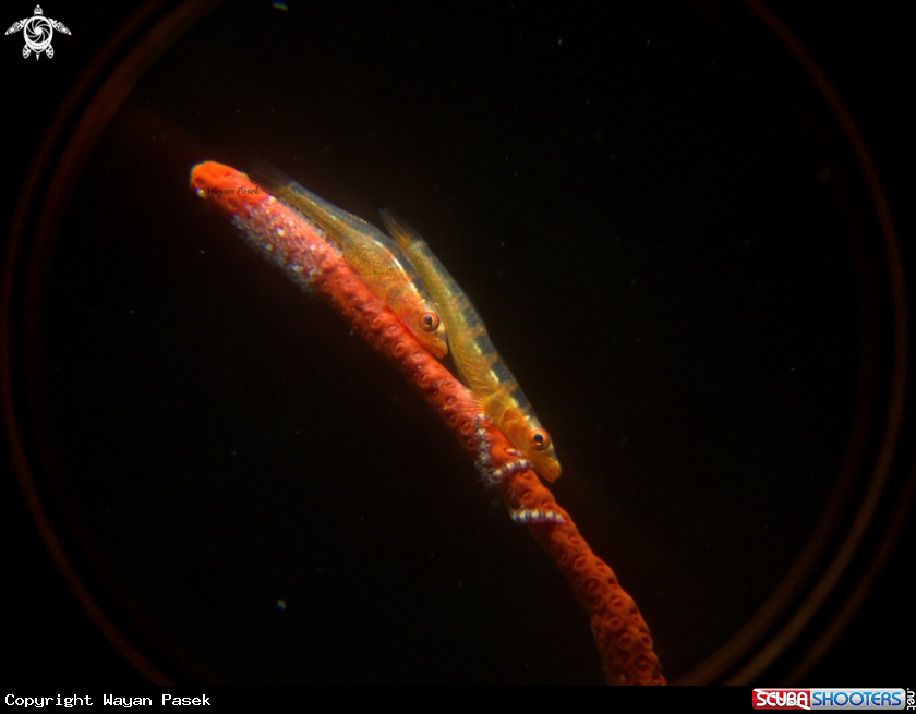 A Whip coral goby