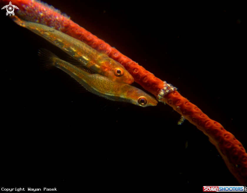A Whip coral goby