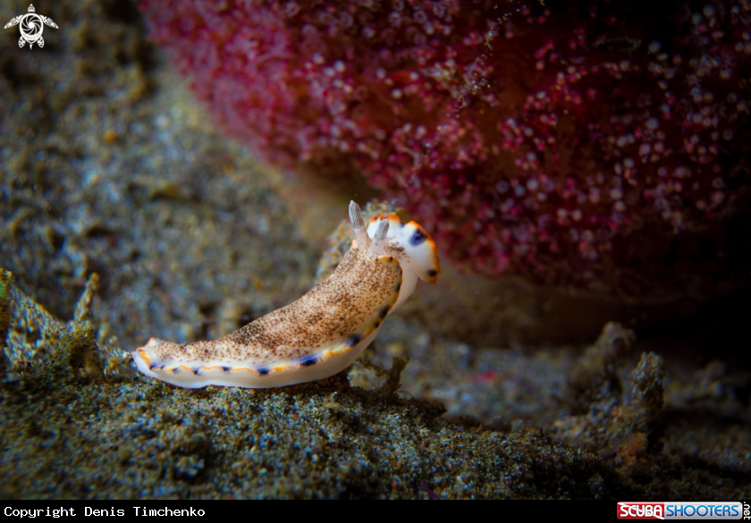 A NUDIBRANCH
