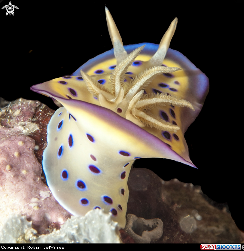 A favourite nudi