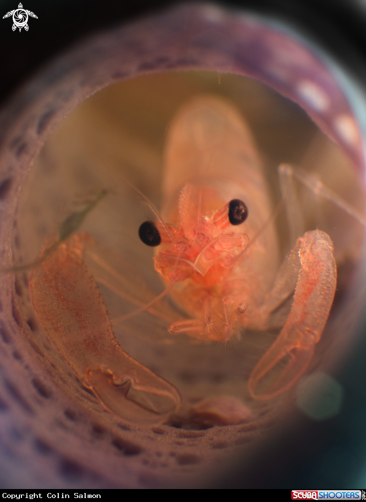 A Commensal Sponge Shrimp