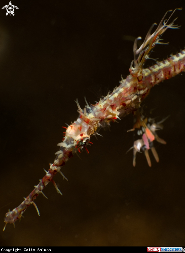 A Ornate ghost pipefish