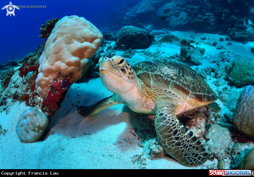A Green Turtle