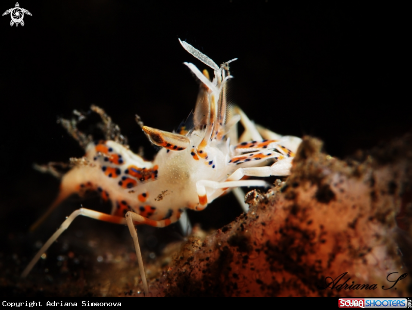A Spiny Tiger Shrimp