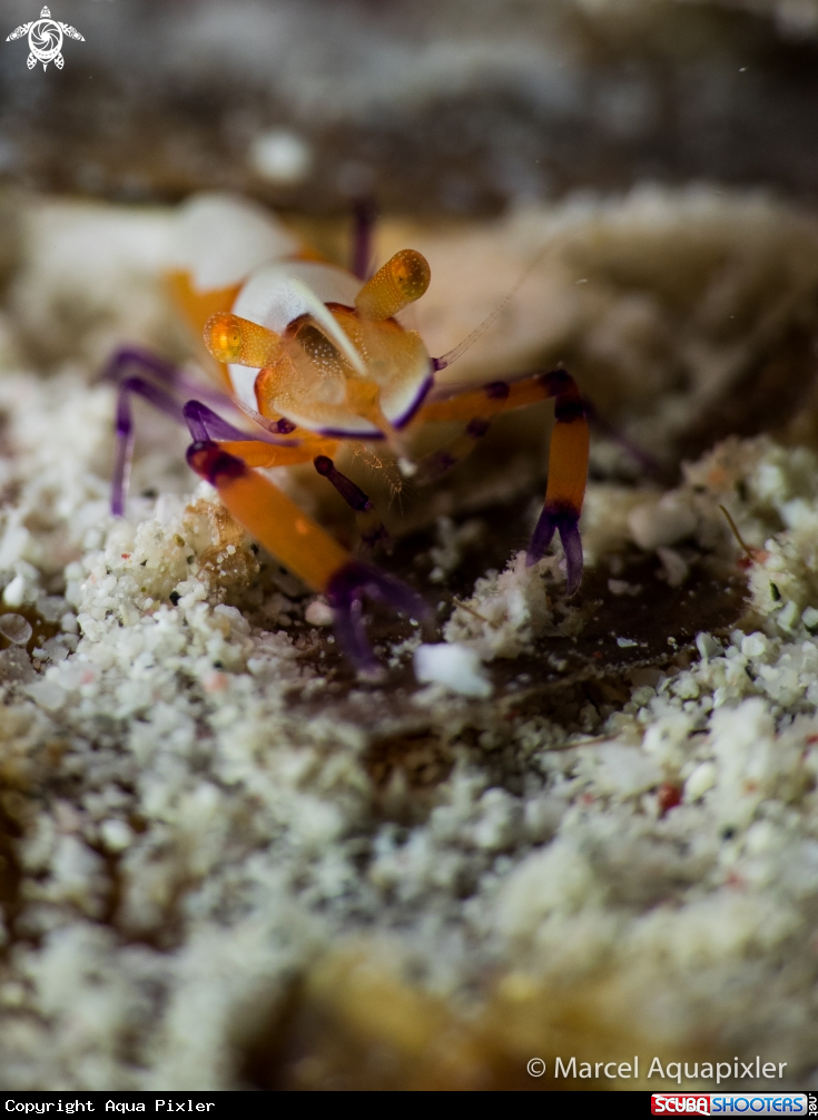 A Emperor Shrimp