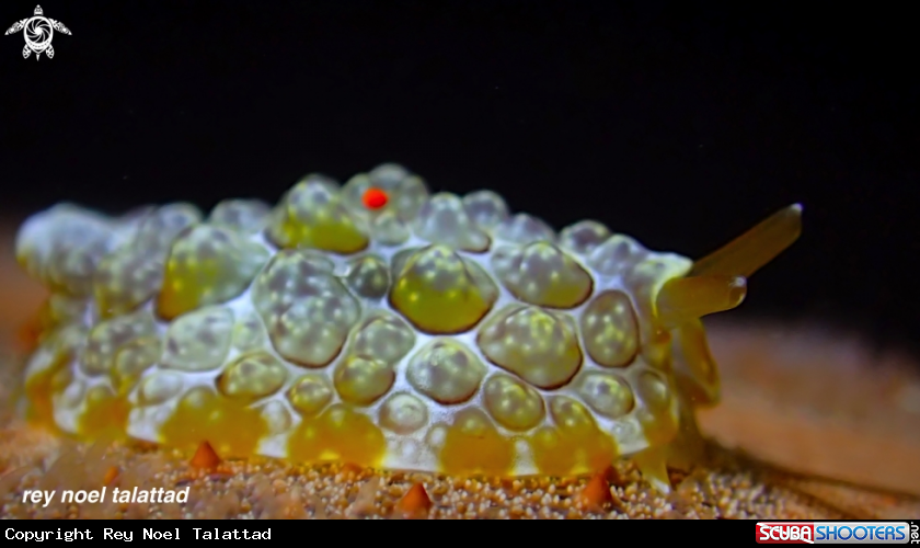 A Sea Slug