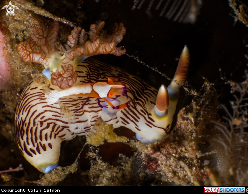 A Nudibranch and emperor shrimp