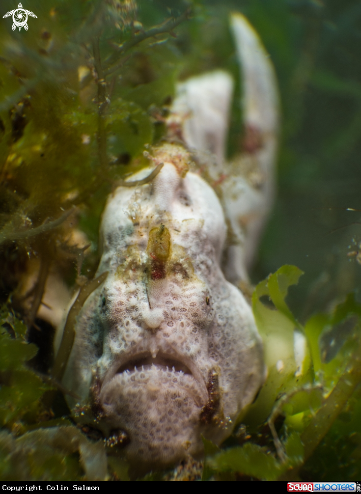 A Painted frogfish
