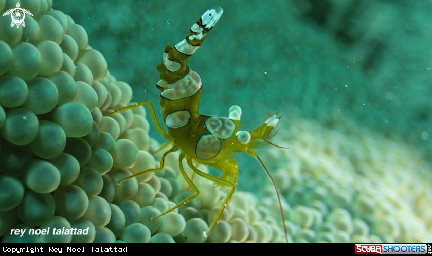 A Coleman Shrimp