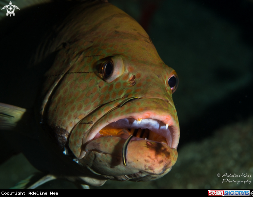 A Grouper getting cleaned