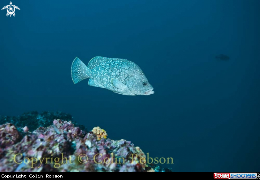 A reef fish