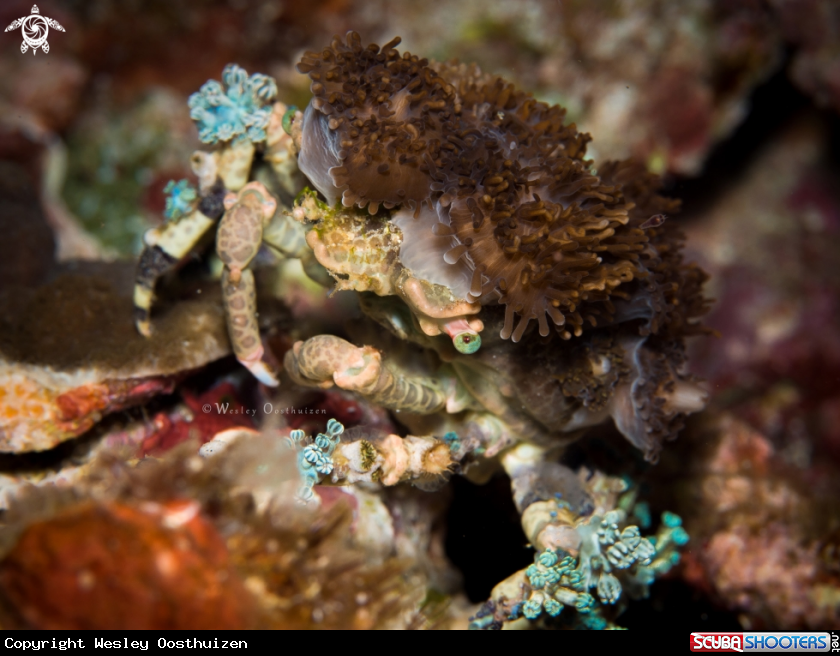 A Corallimorph Decorator Crab