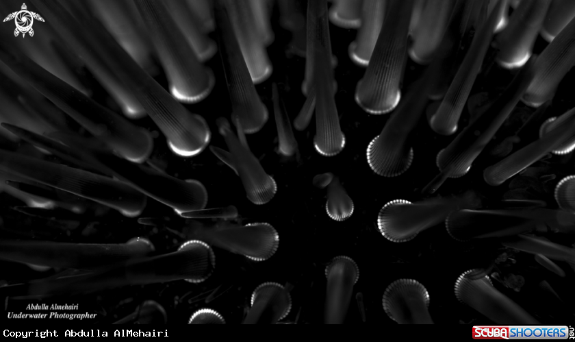 A echinoidea