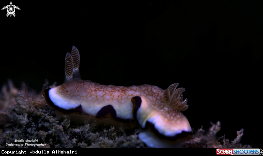 A Nudibranch