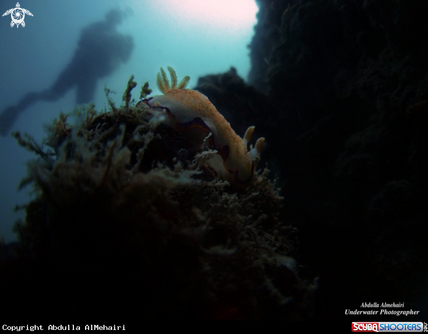 A Nudibranch