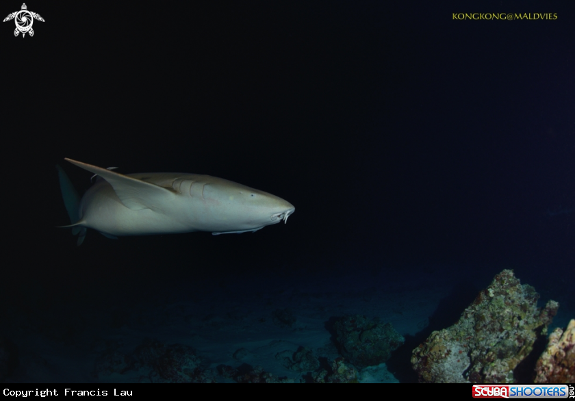 A Nurse Shark