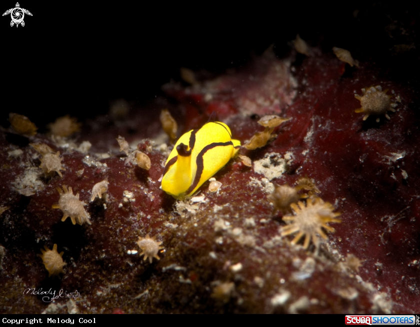 A Nudibranch