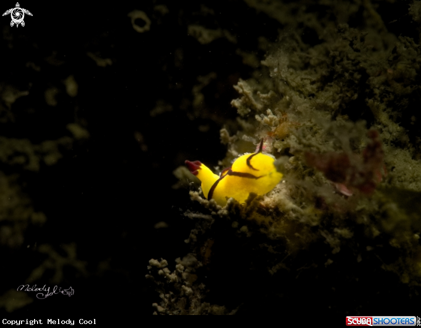A Nudibranch