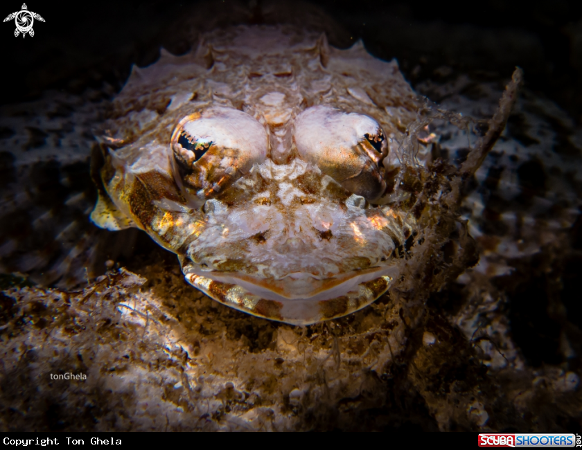 A Crocodile Fish