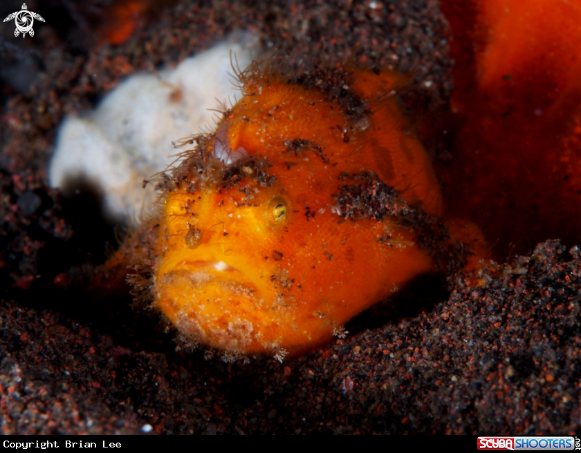 A Frog Fish