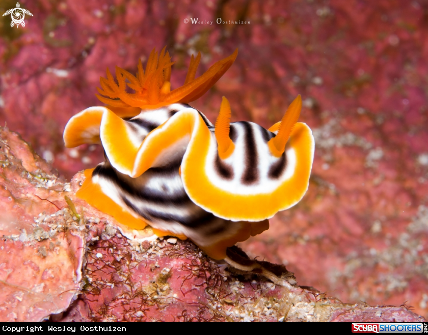 A Nudibranch