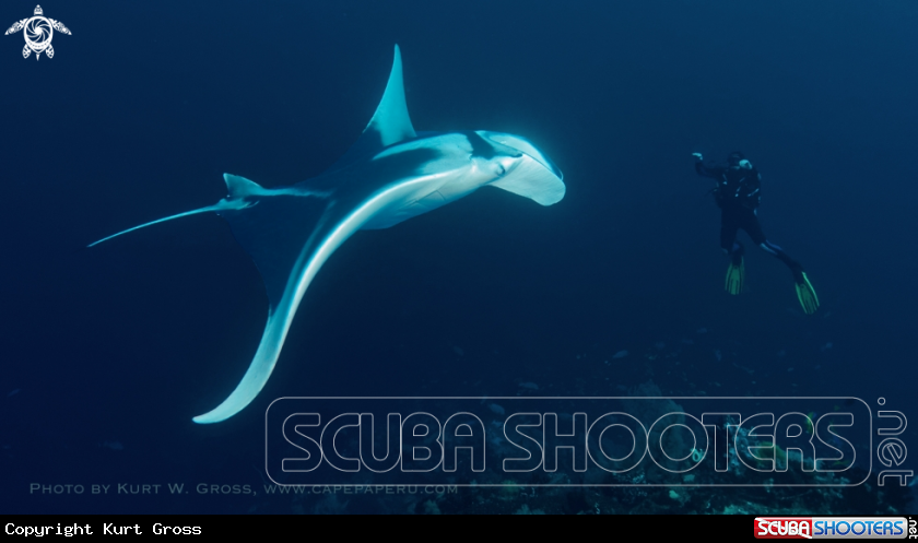 A Manta meet's human