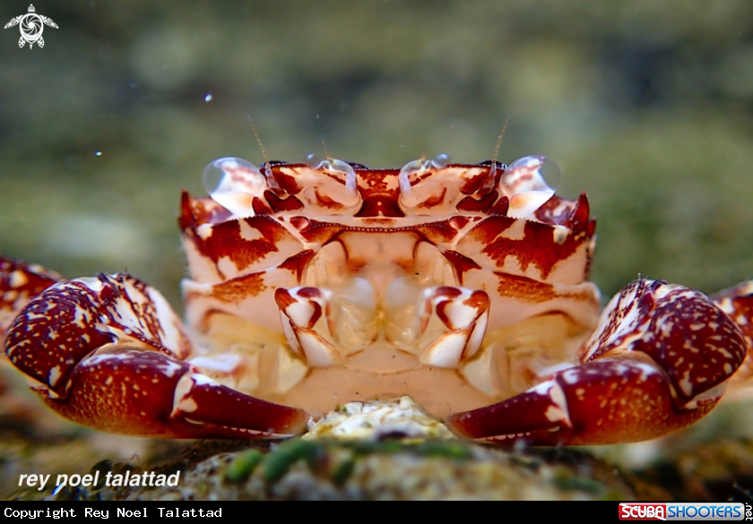 A Crab