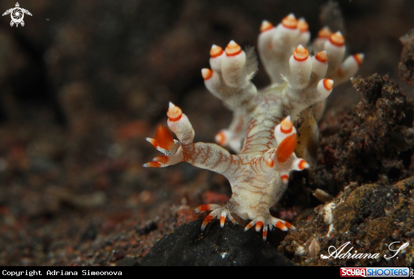 A Nudibranch