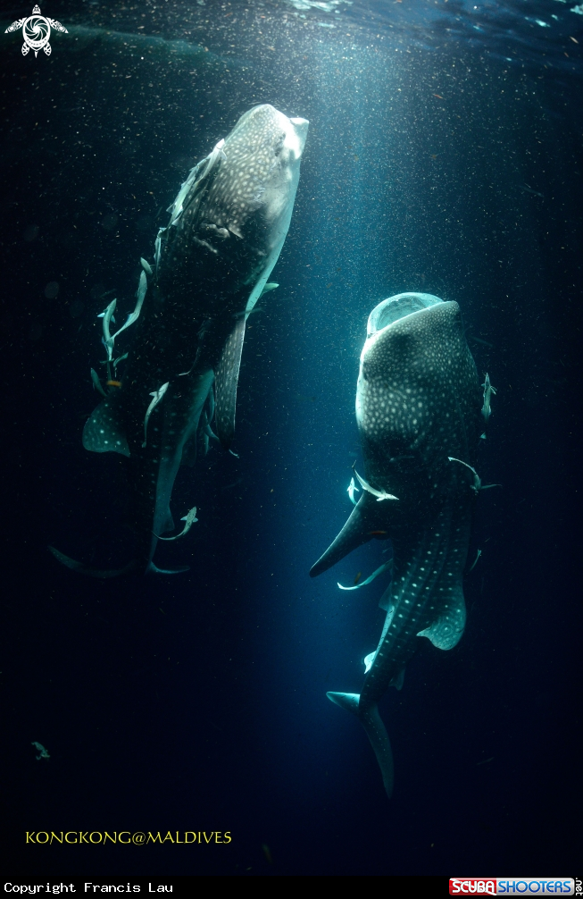 A Whale sharks