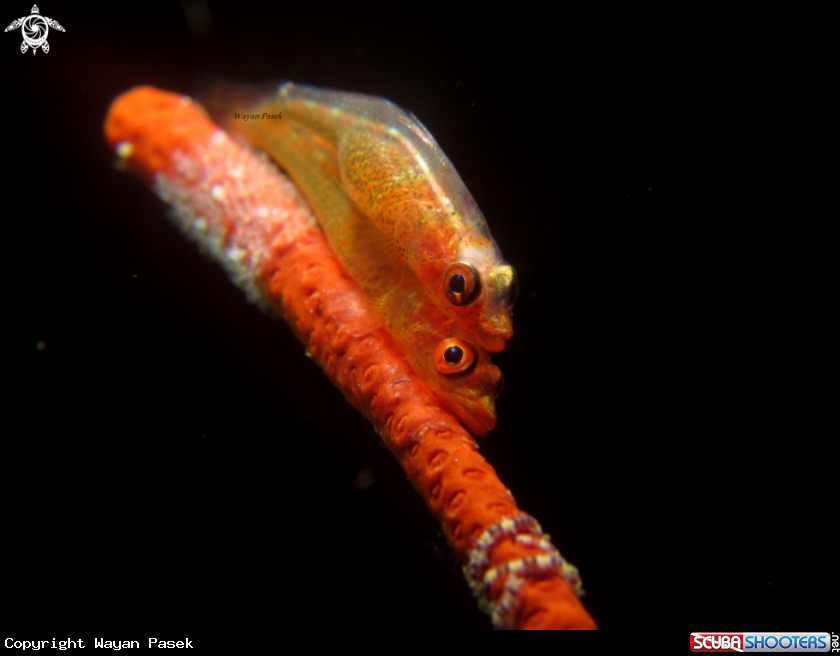 A Whip coral goby