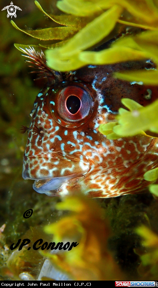 A Blennie gattorugine